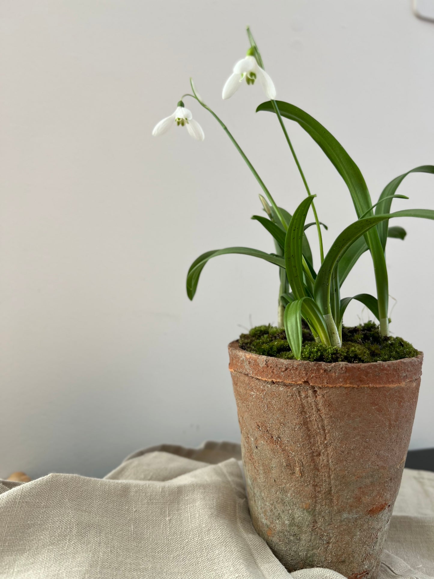 FARMHOUSE STYLE TERRACOTTA POT